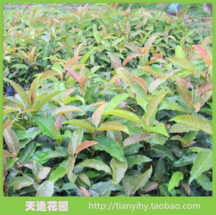 绿化树苗风景树苗 大叶榕树苗 大叶榕苗 黄葛树苗带叶广东发货