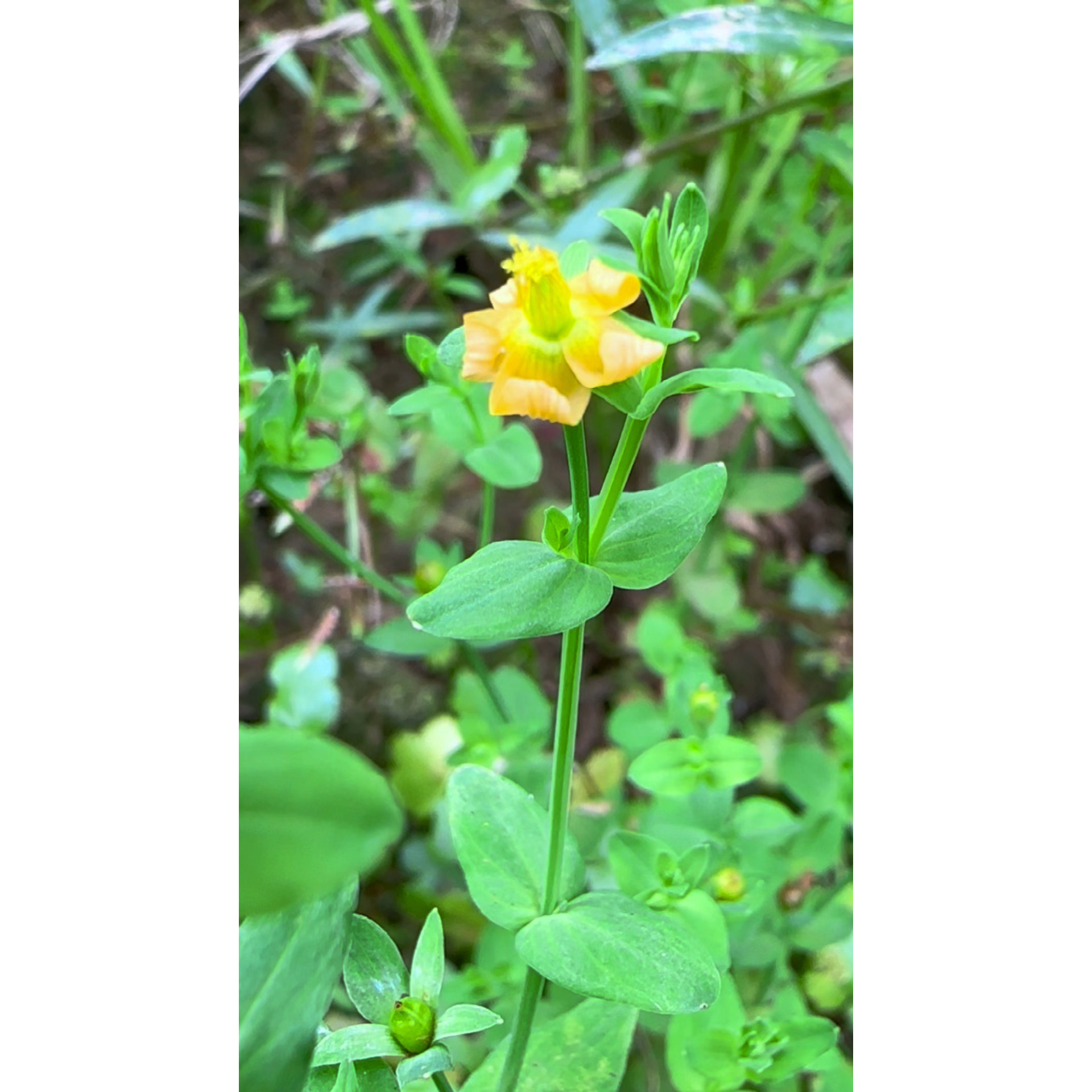 田基黄广东农村野生中药材地耳草新鲜纯黄花草七寸金全草晒干