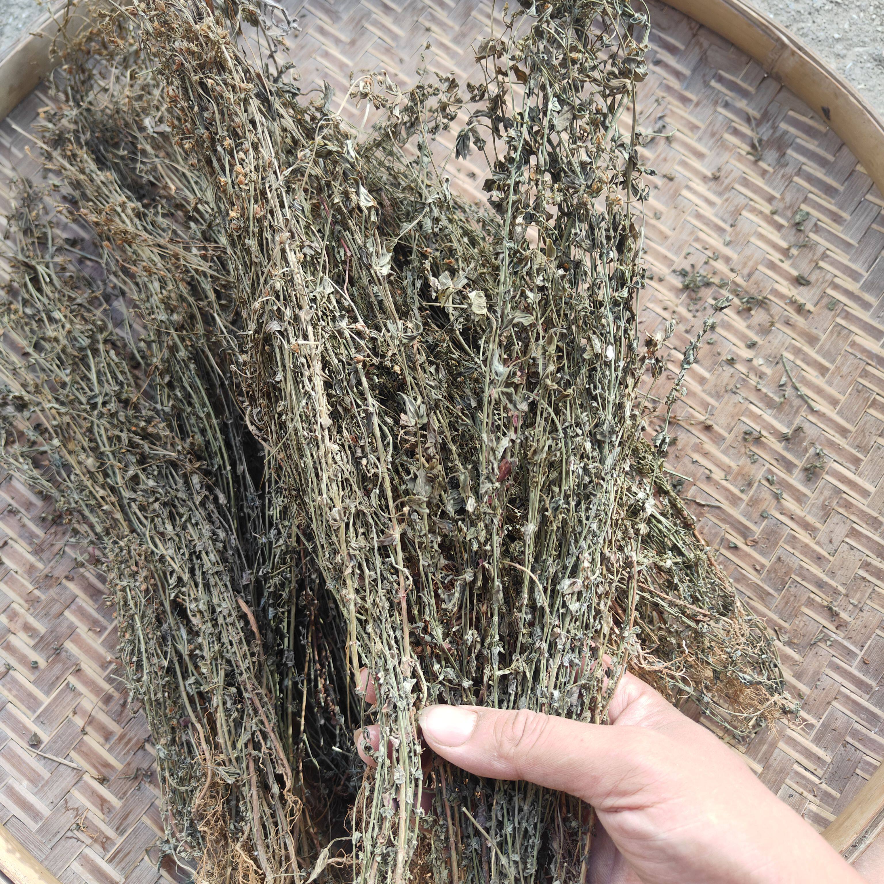 田基黄地耳草新鲜纯天然中药材黄花草七寸金广东野生全草晒干