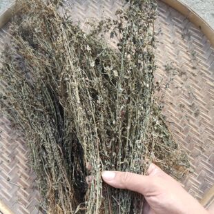 田基黄地耳草新鲜纯天然中药材黄花草七寸金广东野生全草晒干