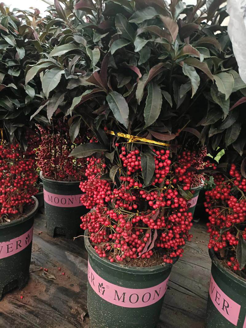 富贵籽盆栽绿植物四季好养阳台办公室内花卉懒人植物盆景