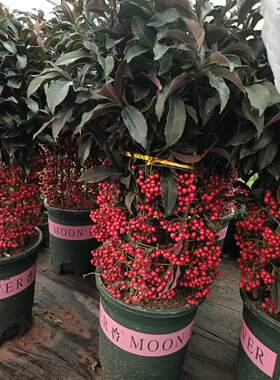 富贵籽盆栽绿植物四季好养阳台办公室内花卉懒人植物盆景