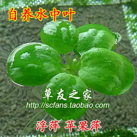 水族箱真水草活体浮萍肚兜萍浮性水草吸收no3水晶虾缸草缸1朵