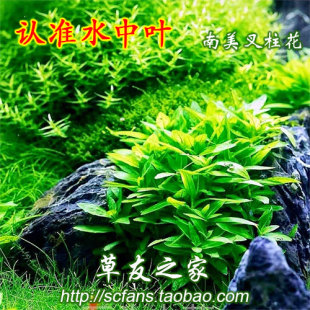 鱼缸水草造景套餐自养水中叶南美叉柱花 珍青叶柳 中景前景搭配 袖