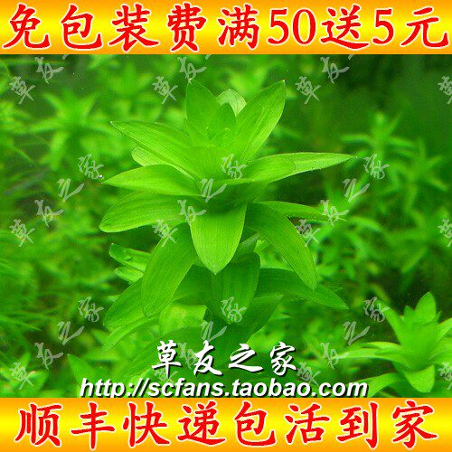 水族箱鱼缸水草宽叶太阳草造景