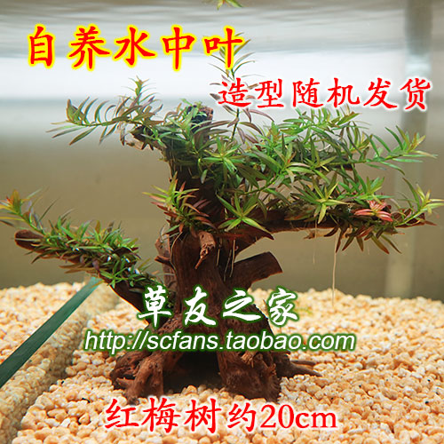 懒人造景小三角莫斯树红梅树