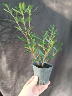 南昆山腊玉栀子花小盆栽非常壮实好养活