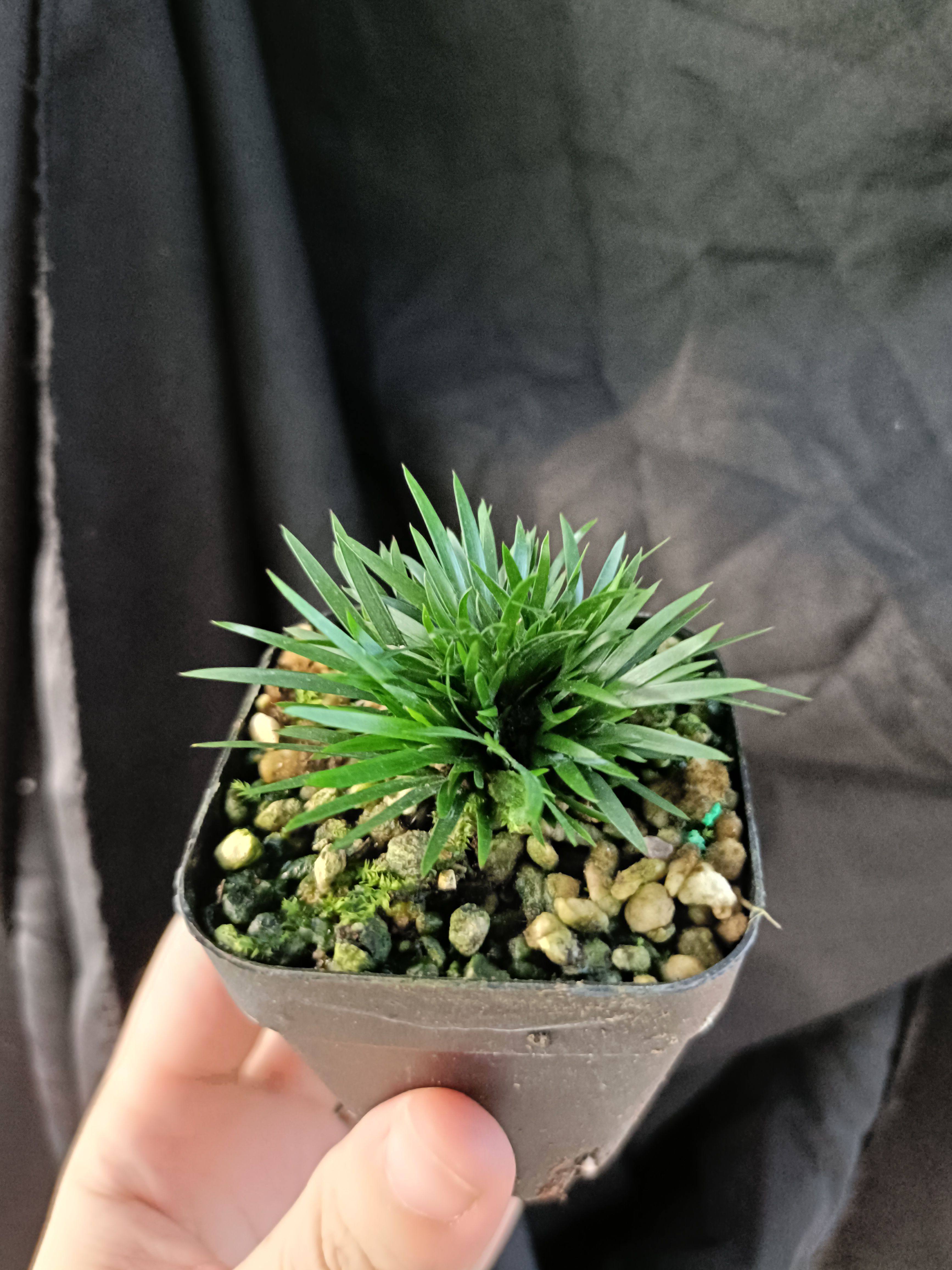 正宗贵船苔菖蒲盆栽2盆包邮桌面绿植