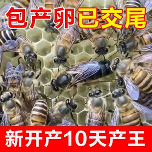 中蜂蜂王种王高产优质土蜂交尾新开产卵王阿坝江西本地土蜂处王