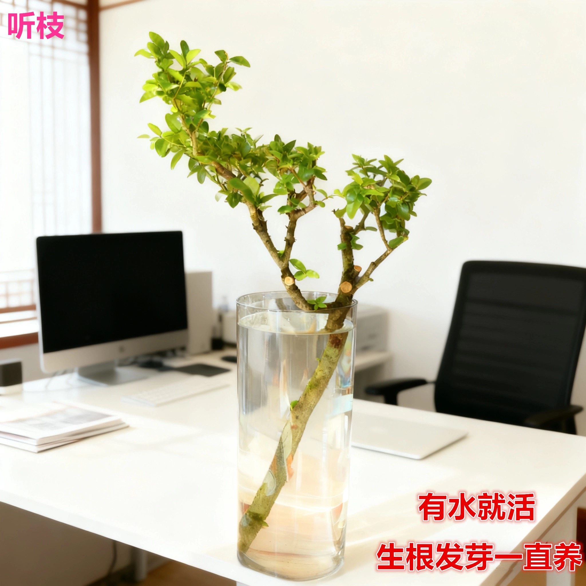 小叶女贞老桩高端水培植物绿植鲜花切枝居家自然发根须四季易活