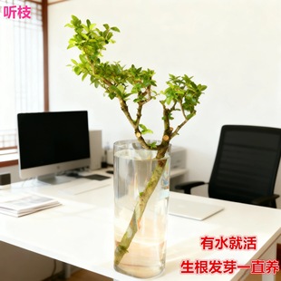 小叶女贞老桩高端水培植物绿植鲜花切枝居家自然发根须四季 易活