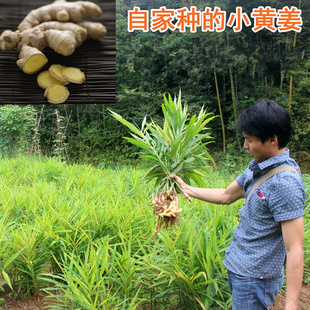 农家小黄姜生粉 老姜粉生姜250克