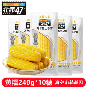 北纬47度黄糯玉米240g*10根非转基因东北黑土地真空包装代餐早餐
