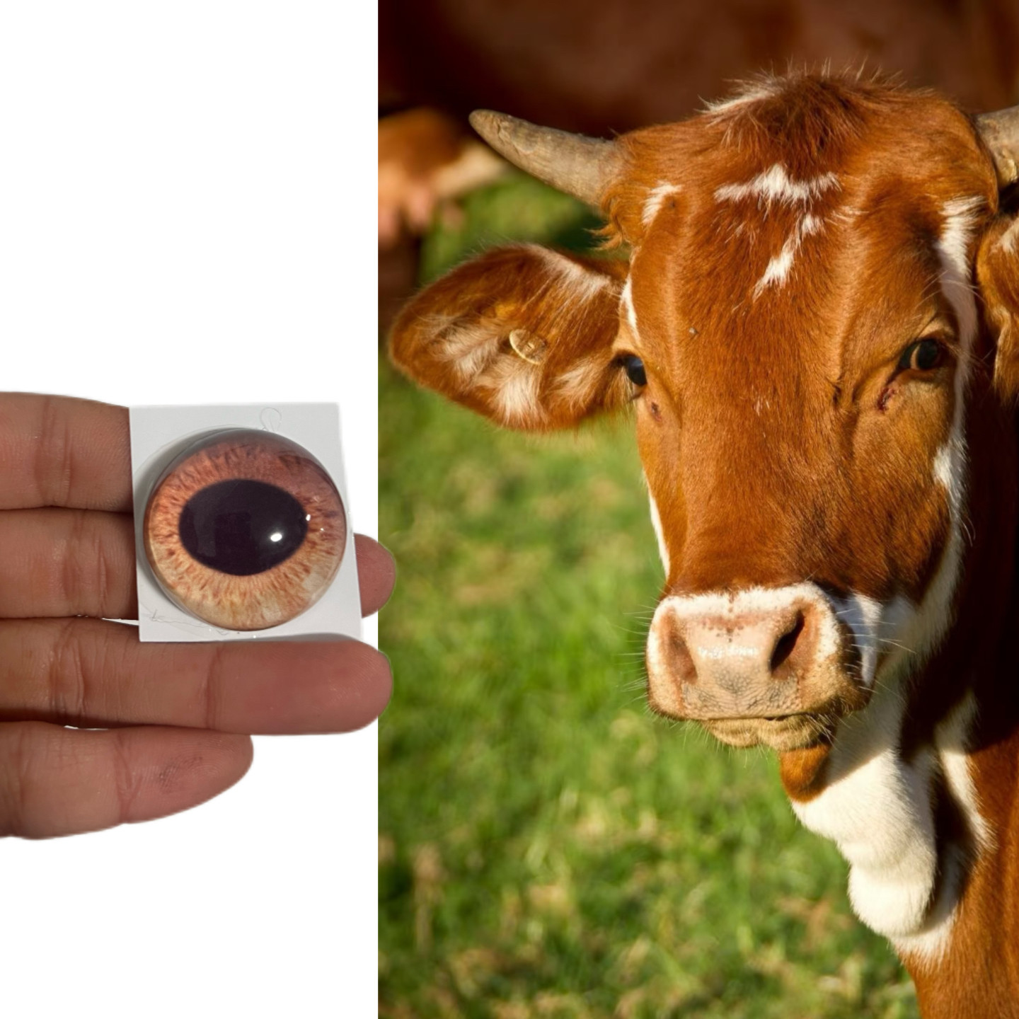 写实牛兽头兽装标本玩偶半球玻璃眼睛毛毡动物圆瞳仿真眼捏捏福瑞,模玩/动漫/周边/娃圈三坑/桌游,furry福瑞/兽装,淘宝优惠券,粉丝福利购,淘宝优惠卷