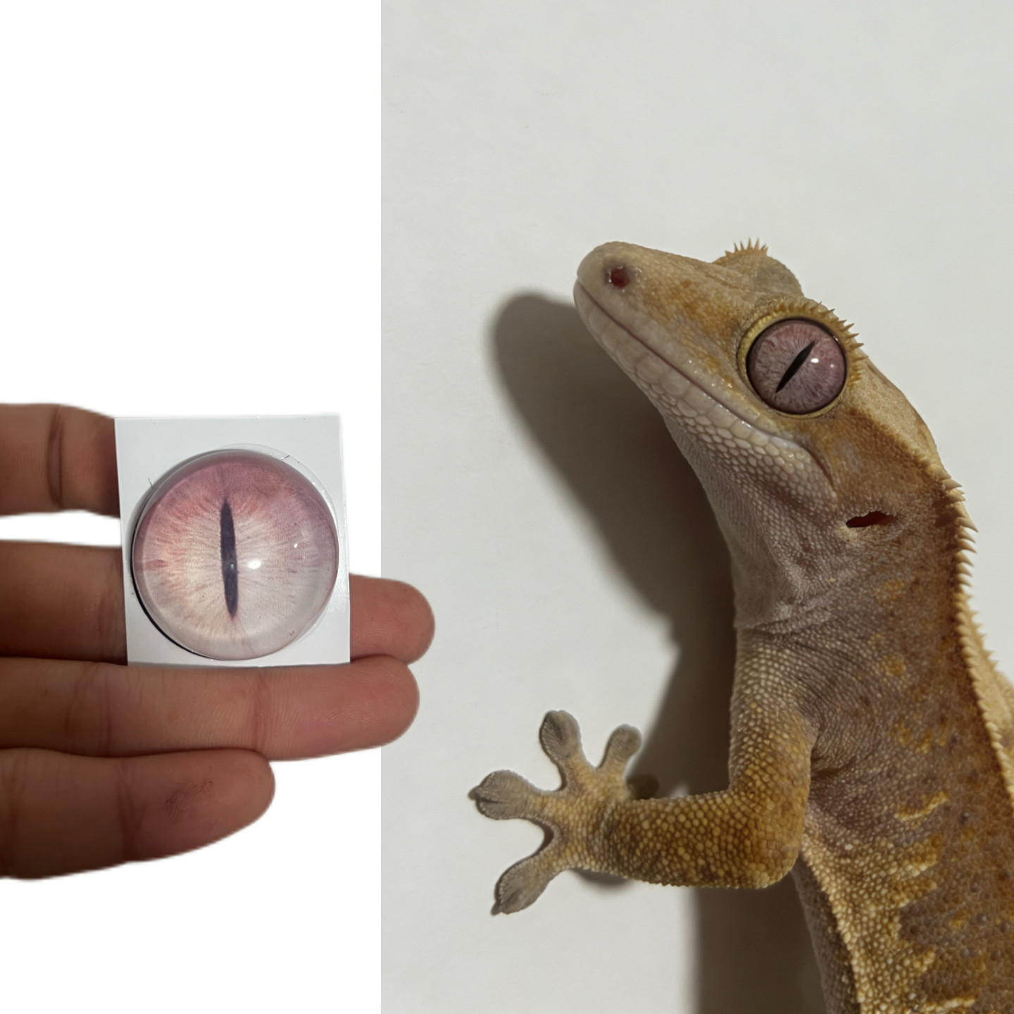 蜥蜴守宫兽头标本玩偶半球玻璃眼睛毛毡动物圆瞳仿真眼捏捏福瑞,模玩/动漫/周边/娃圈三坑/桌游,furry福瑞/兽装,淘宝优惠券,粉丝福利购,淘宝优惠卷