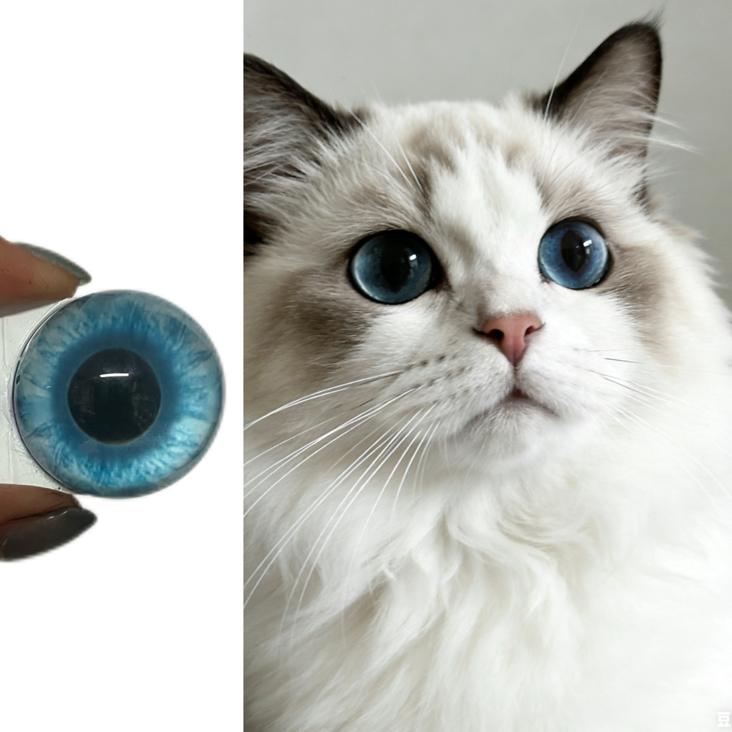 猫科布偶兽头兽装玩偶半球玻璃眼睛毛毡动物圆瞳仿真猫眼捏捏福瑞,模玩/动漫/周边/娃圈三坑/桌游,furry福瑞/兽装,淘宝优惠券,粉丝福利购,淘宝优惠卷