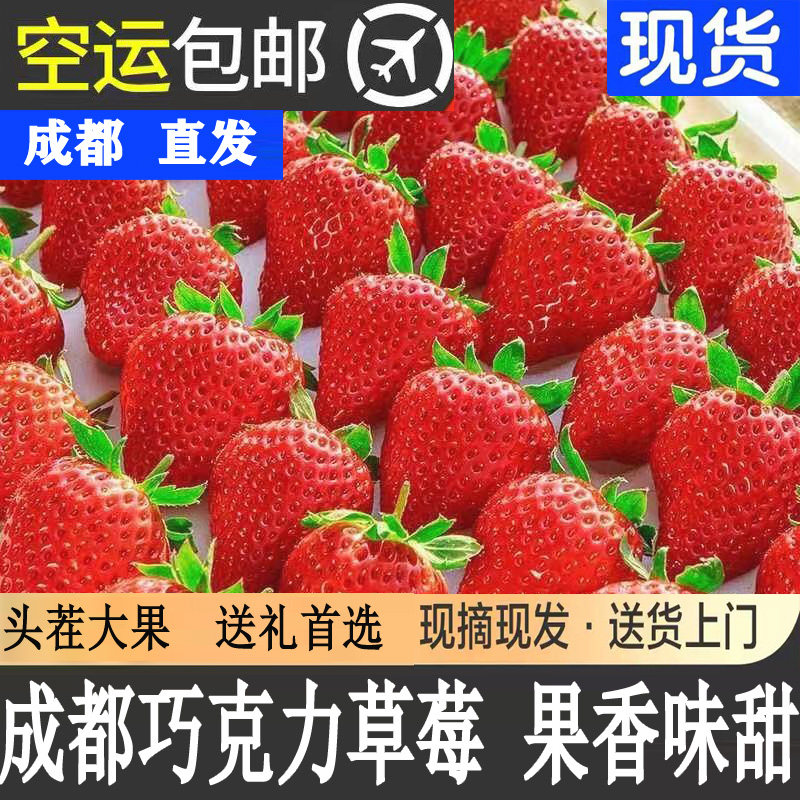 草莓新鲜成都巧克力草莓红颜奶油牛奶味四川双流水果新鲜包邮