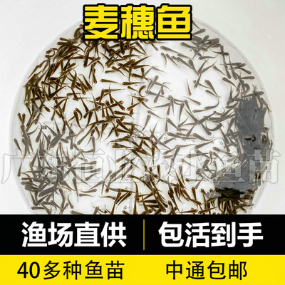 麦穗鱼活体饲料鱼饵料鱼乌龟活食龙鱼鳜鱼食淡冷水小鱼苗活体批发