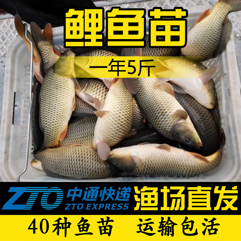 鲤鱼苗小鱼苗活体饲料鱼螺蛳青草鱼
