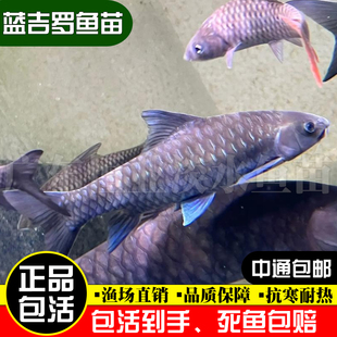 新光唇蓝吉罗鱼苗淡水鱼观赏鱼吉祥鱼异口原生罗鱼风水鱼群养活鱼