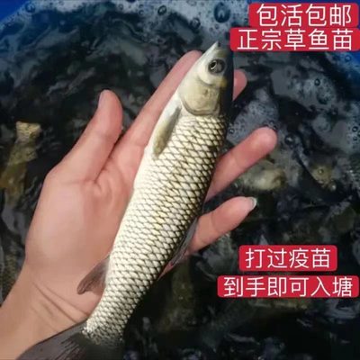 草鱼苗雄鱼花鲢大头鱼鳊鱼