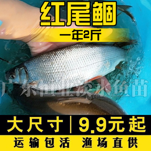 红尾鯝鱼苗黄片鱼苗黄尾鱼苗黄鱼苗黄姑子淡水养殖鱼苗冷水鱼苗