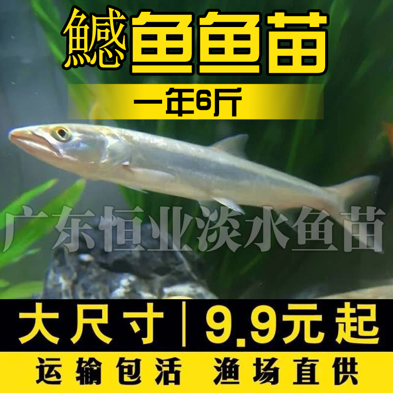 观赏鱼活体原生冷水稀有肉食凶猛