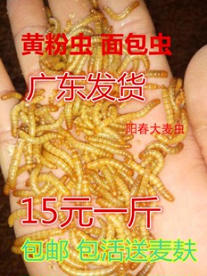 黄粉虫面包虫活虫活体金龙乌龟仓鼠画眉