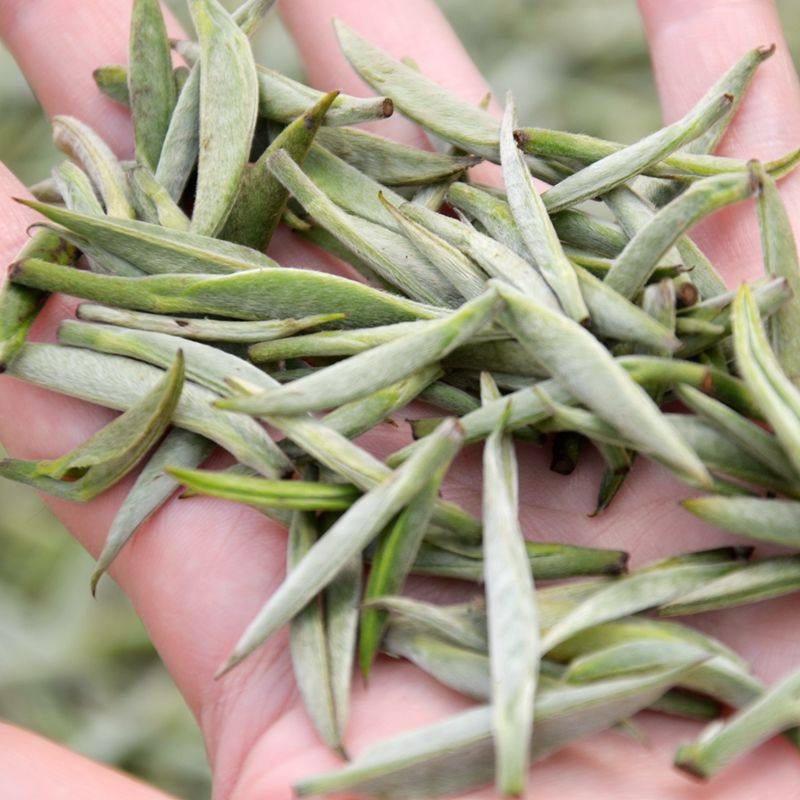 2026年新茶白毫银针秧塔明前云南老树白茶月光美人茶250g特级单芽
