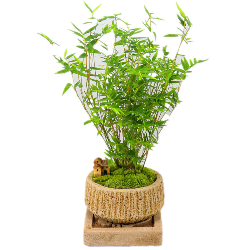 凤尾米竹小竹子长青花草盆栽植物室内客厅绿植盆景耐旱好养易活