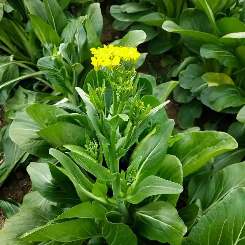 广西桂林露天打霜甜菜花农家现摘现发甜菜心时令叶菜应季青菜