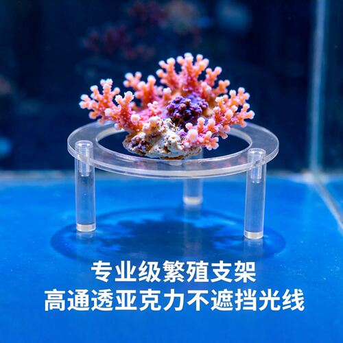 亚克力珊瑚基座八字荧光展示架