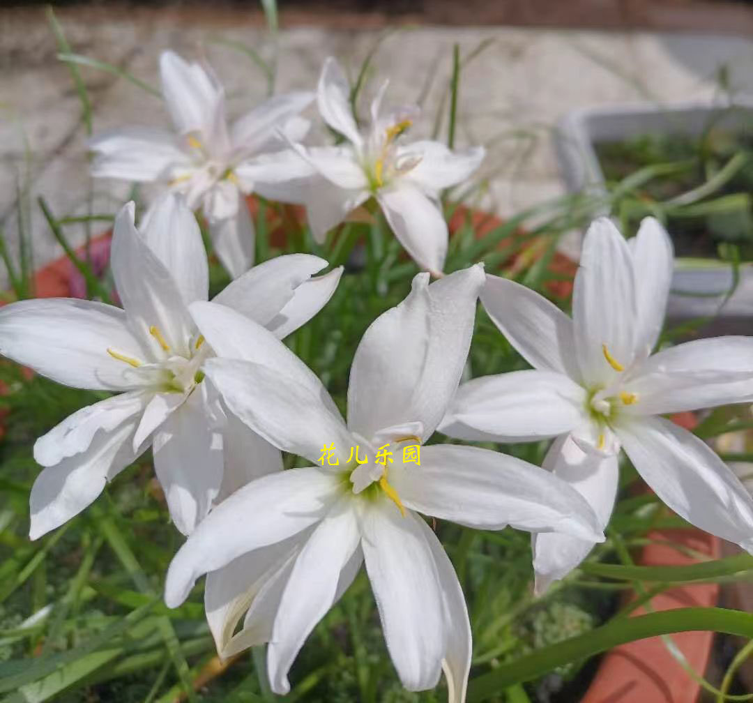 新品重瓣风雨兰-z.white ballet白色芭蕾