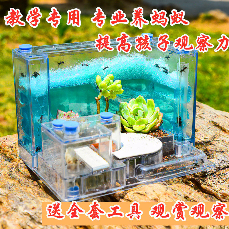 蚂蚁工坊 新款儿童益智玩具桌面生态圈蚂蚁宫殿蚁巣凝胶沙巣繁殖
