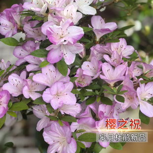 【樱之祝】皋月杜鹃 素材杯苗 日本进口夏娟多色【单瓣】杜鹃花