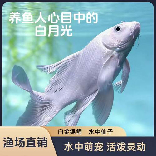 水中贵族仙子，飘逸灵动⭐白锦鲤