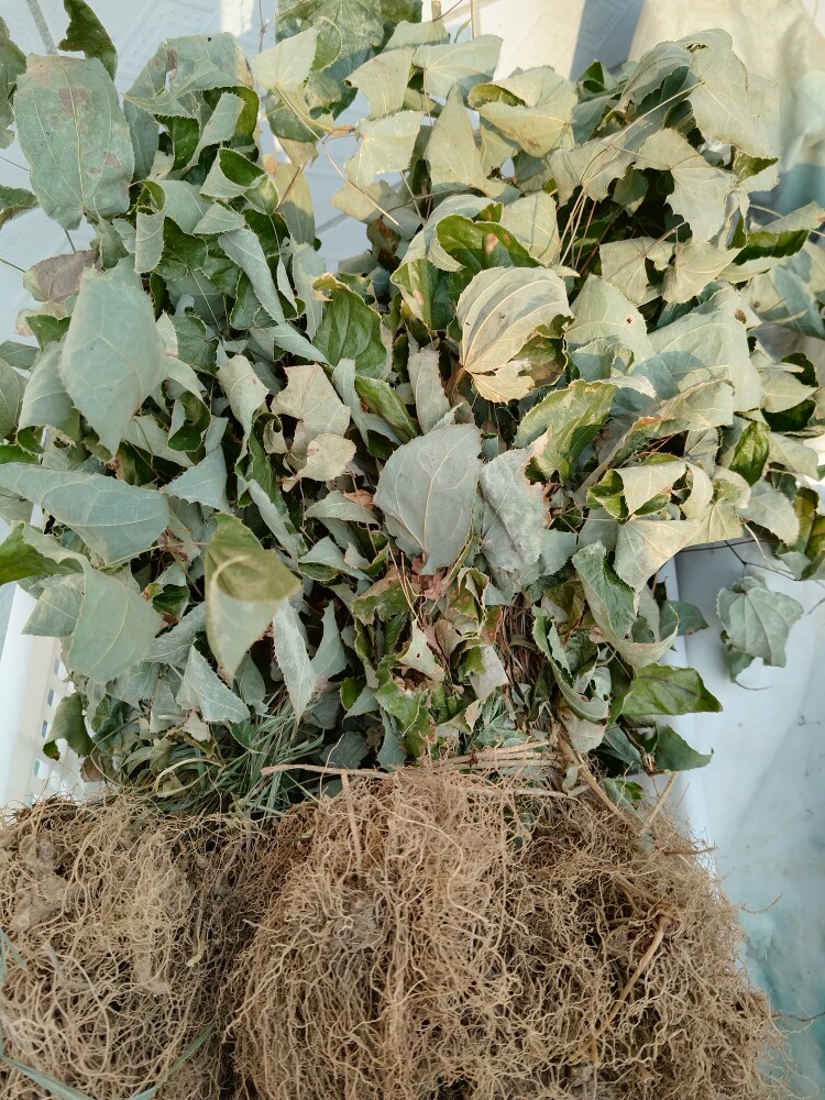 保密发货淫羊藿中药材庭院盆栽植物花卉苗包邮晒干干果货贵州山货