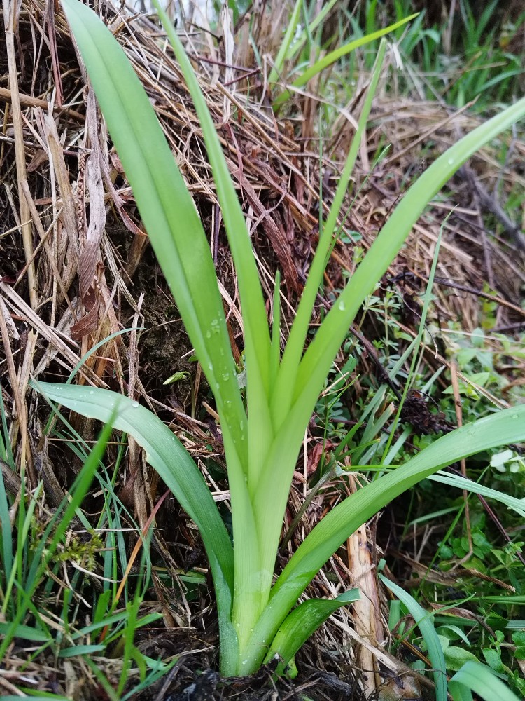 野生黄花菜苗苗盆栽阳台花园挺远绿植夏季开花可食用花朵新品包邮