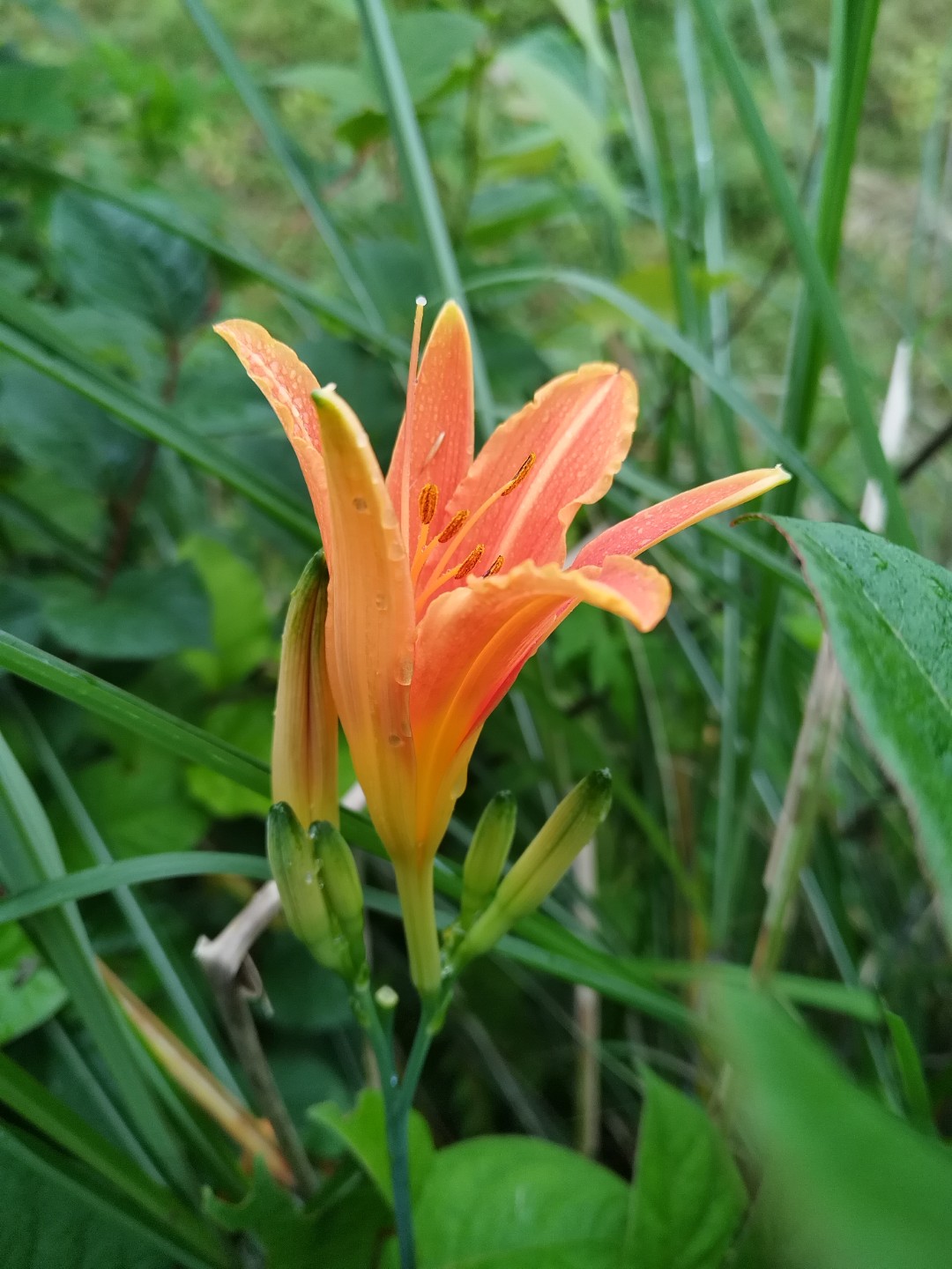 野生黄花菜新鲜稀饭熬粥豆腐脑