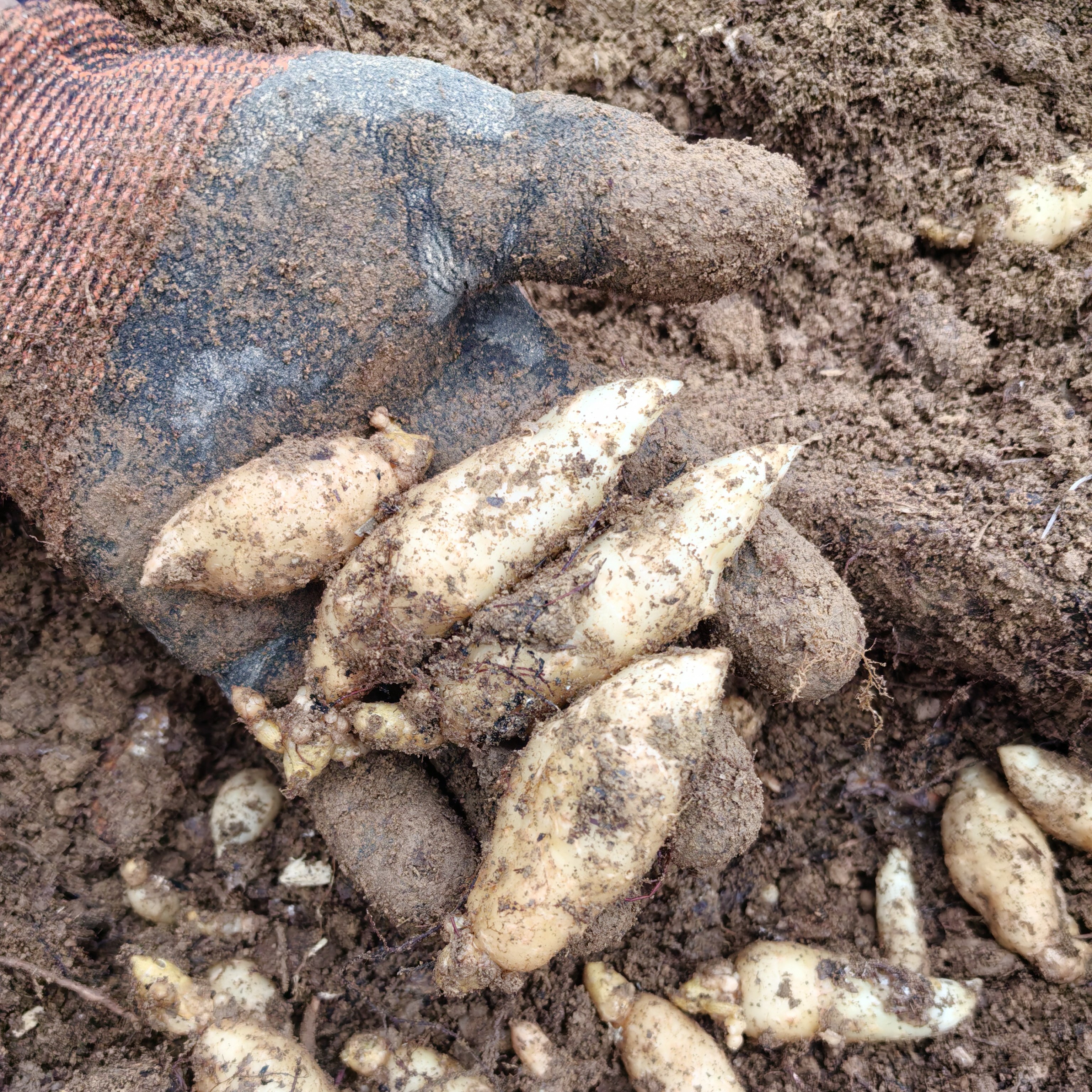 新鲜0代天麻种现挖现发产地直发高海拔乌红杂交天麻种