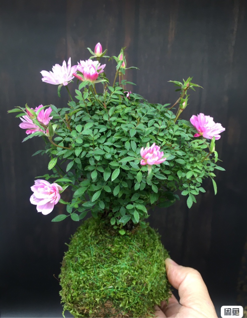 苔藓球老桩姬月季盆栽姬乙女大苗迷你月季棒棒糖枝条嫁接四季开花,鲜花速递/花卉仿真/绿植园艺,造型盆景,淘宝优惠券,粉丝福利购,淘宝优惠卷