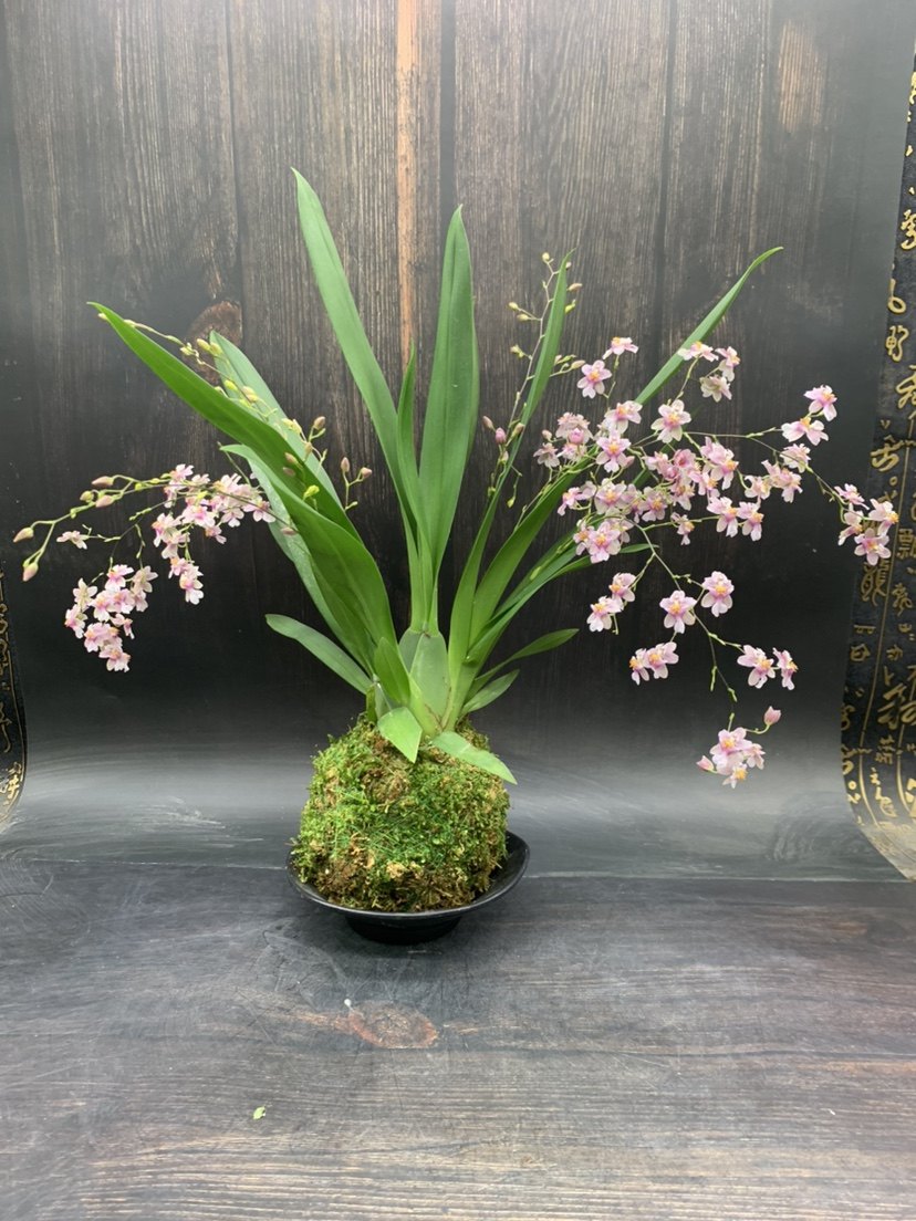 苔藓球文心兰盆栽带花苞年宵花水培懒人杯花卉粉梦香红黄梦香室内,鲜花速递/花卉仿真/绿植园艺,国兰/杂交兰/洋兰类,淘宝优惠券,粉丝福利购,淘宝优惠卷