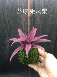 积水凤梨姬凤梨深红姬水陆缸雨林造景植耐旱植物苔藓球迷你小盆栽