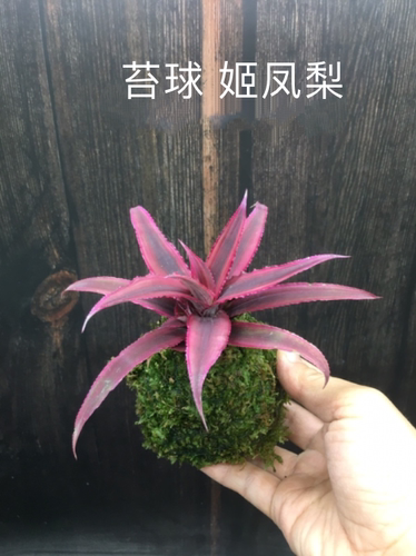 积水凤梨姬凤梨深红姬水陆缸雨林造景植耐旱植物苔藓球迷你小盆栽