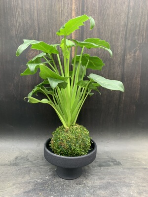 苔藓球小天使绿植老桩龙鳞蔓绿绒春雨水培植物室内耐阴好养盆栽