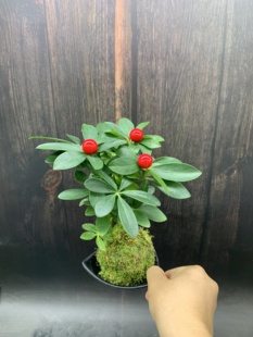 苔藓球水培植物鸭脚木小苗室内好养绿植盆栽阳台鱼缸龟缸造景