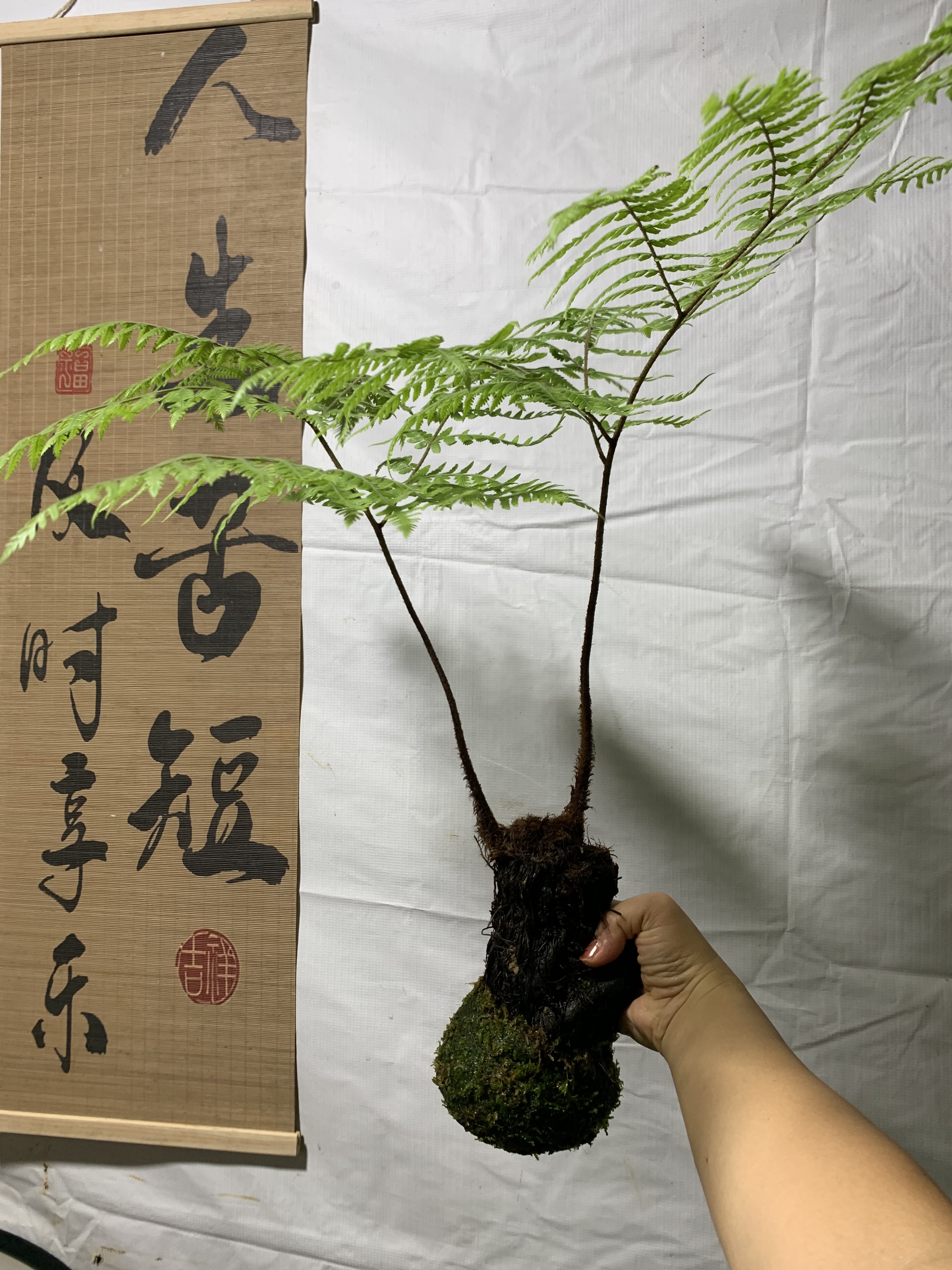 红鳞蕨水培苔藓球耐阴蕨类植物室内茶桌桌面小盆栽