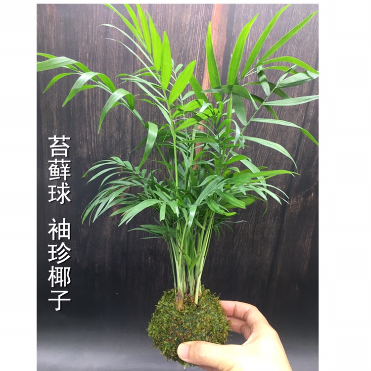 苔藓球袖珍椰子散尾葵水培植物椰树办公室茶桌室内好养小盆栽苔玉