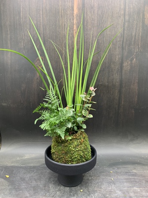 三生有幸苔藓球花叶络石脓月狼尾蕨菖蒲组合室内好养盆栽水培绿植