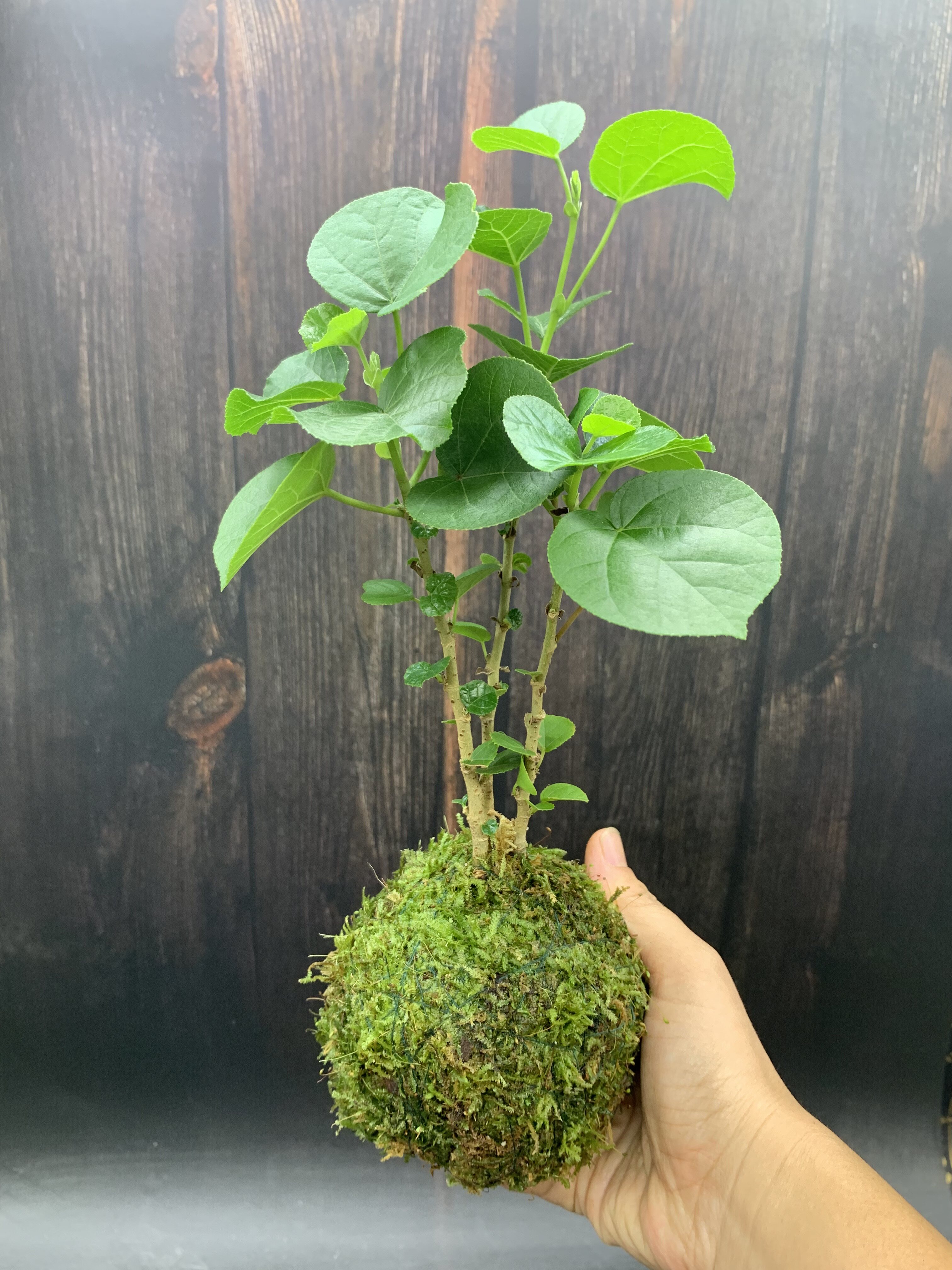 苔藓球 日本滨朴小盆景会变色掌上桌面绿植阳台耐热好养迷你盆栽图片